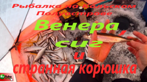 Рыбалка на Кольском Полуострове. Ловим сига и корюшку на озере Имандра.