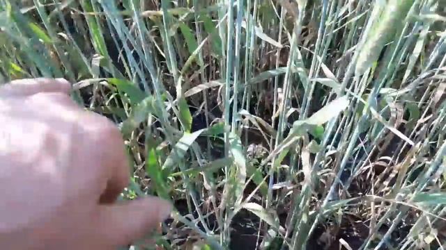 Ось справжній ШОК!!! Рятуємо ячмінь ярий. Біда... смотреть онлайн