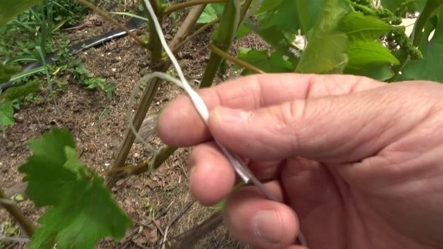 ТОНКОСТИ ПОДВЯЗКИ СТОЛОВОГО ВИНОГРАДА