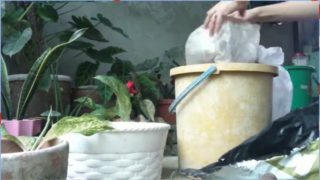 AGLAONEMA PEARL SIAM may baby na,chinese evergreen repotting смотреть онлайн