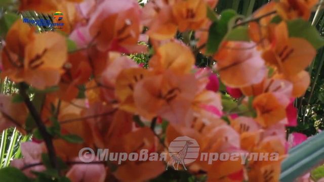 Италия. Непознанный остров Искья. Часть 11. Мировая прогулка смотреть онлайн