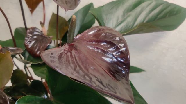 Anthurium Black Beauty / Антуриум Блэк Бьюти 17/65
