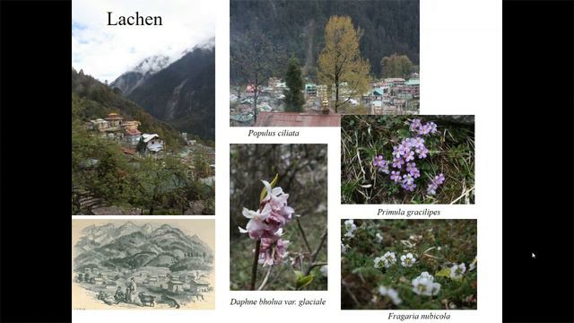 Rhododendron Week: A Spring Visit to the Sikkim Himalaya смотреть онлайн