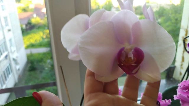 Мій підвіконник з квітами на кухні, мадагаскарський жасмин, цикламен,орхідея/камяна роза смотреть онлайн