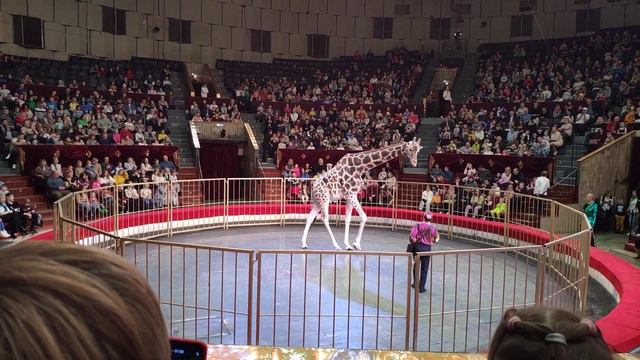 жираф шоу, пермь смотреть онлайн