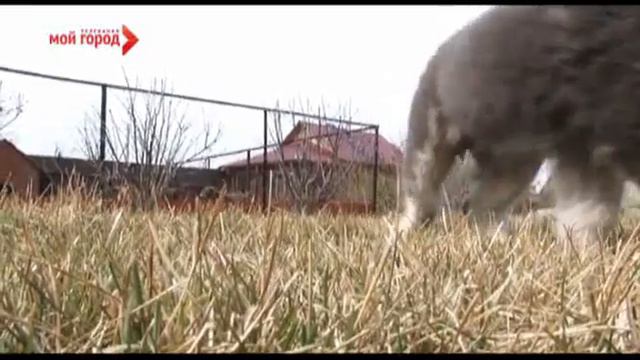 Сюжет - Пушистые и пернатые смотреть онлайн