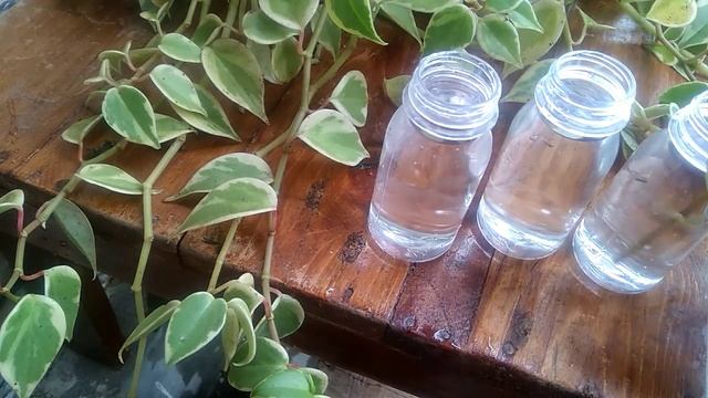 How To Propagate Peperomia Scandens Variegata With Update - Peperomia Scandens Water Propagation