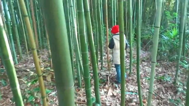Бамбук и панда. Дендрарий в Сочи. Продолжаем путешествие... смотреть онлайн