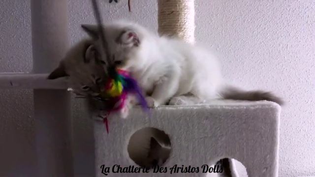 L'arbre à chat et le plumeau - Le top - Ragdolls Des Aristos Dolls смотреть онлайн