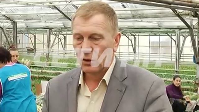 Чтобы вырастить к празднику рекордное количество тюльпанов, пришлось перейти на гидропонику смотреть онлайн