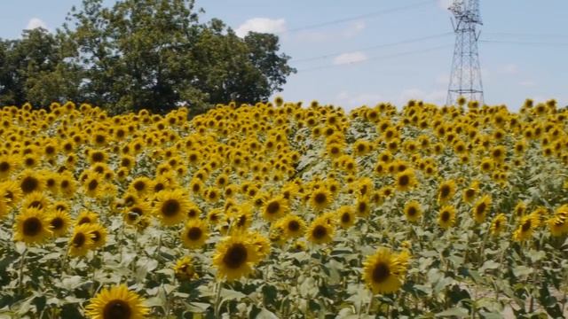 Веганские Ресторанчики и Кафе