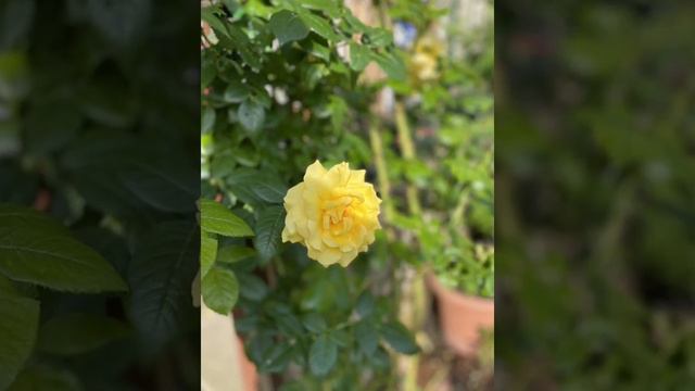Rose Golden Boy - Juin 2021 смотреть онлайн