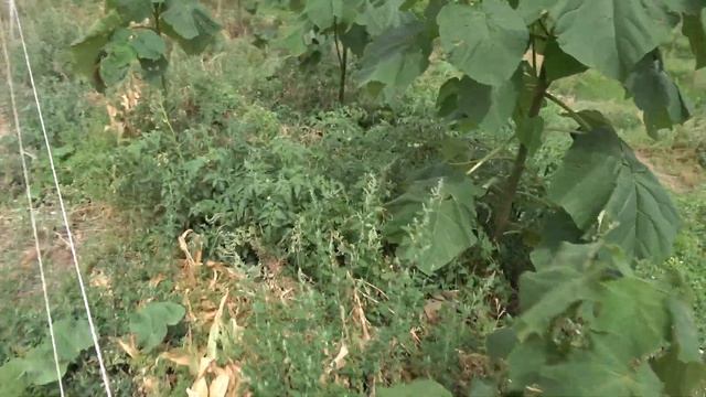 Chop and Drop, Rain, Small Jobs смотреть онлайн