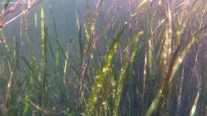 Подводная съемка 4К