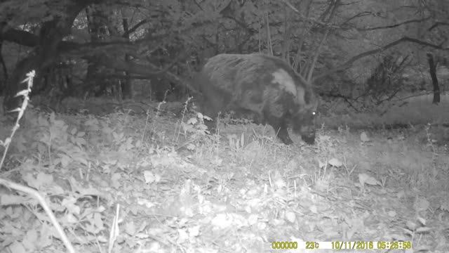 Кормушка. Лиса с добычей, молодой олень. Шакал и мышь.