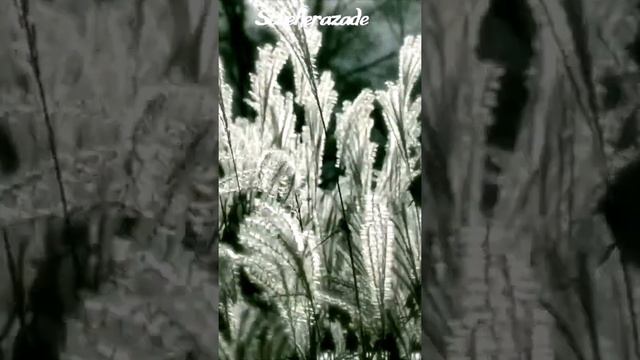 РЫБЫ ♓ ПУСТОТА УМА. #Shorts смотреть онлайн