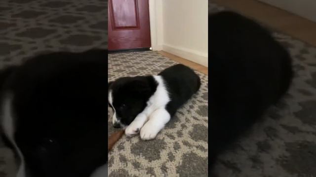 Cardigan welsh corgi puppy has hiccups смотреть онлайн