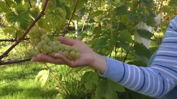 Селэ - виноград со вкусом тропиков. Урожай 2019