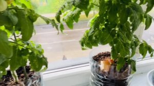 Помидоры балконное чудо