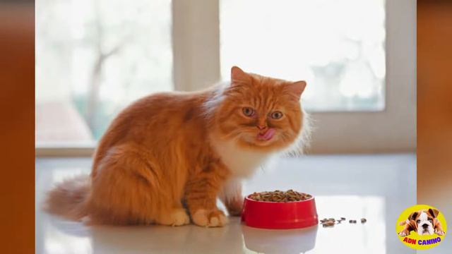 🚨TODO LO QUE DEBES SABER DEL GATO PERSA🚨 смотреть онлайн