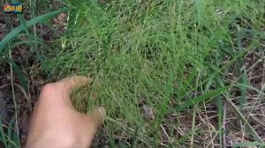Хвощ полевой: как избавиться от данного сорняка на своем участке?