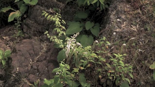 オカトラノオ/Lysimachia clethroides 03_210720_正丸 смотреть онлайн