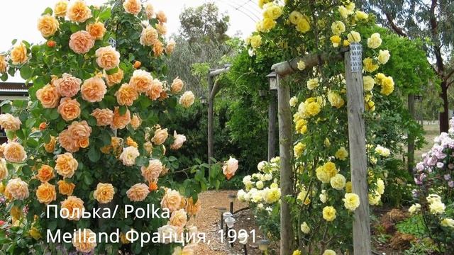 Плетистые розы с названиями сортов для моего сада! смотреть онлайн