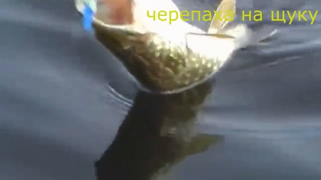ЩУКИ АТАКУЮТ!ЩУКА на ЩУКУ и НЕ ТОЛЬКО! смотреть онлайн