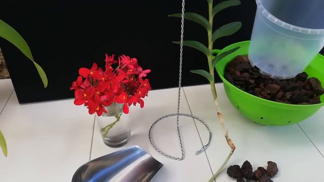 TRUCO PARA TRASPLANTAR KEIKI DE ORQUIDEA Y NO SE MUEVA смотреть онлайн