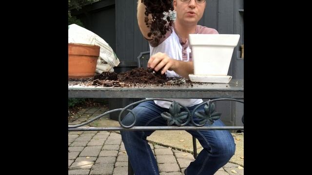 Pachira aquatica care - Repotting Money Trees смотреть онлайн