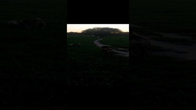 Мартин играется без поводка с 2 девочками собаками Боксёр и Чихуахуа. смотреть онлайн