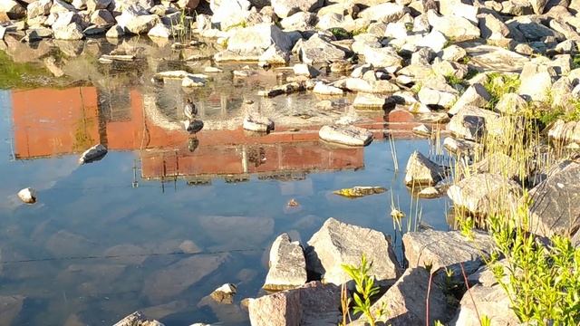 Чирок и кряква. Утренняя кормежка. смотреть онлайн