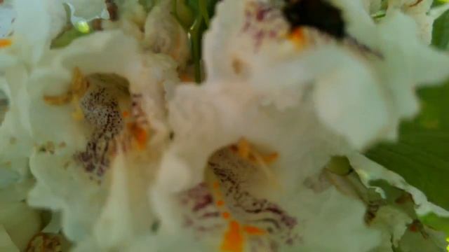 Экологическая Гармония