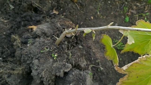 Посадка черной смородины . Как посадить смородину осенью? смотреть онлайн