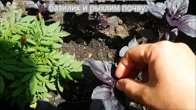 Базилик. Посадка, прищипывание. смотреть онлайн