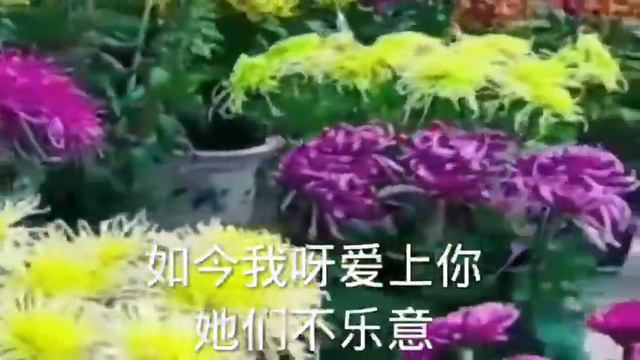 陈荣显配编 金鹰重唱组演唱 阿尔巴尼亚民歌[含苞欲放的花] 吉他手风琴中阮大提琴伴奏 смотреть онлайн