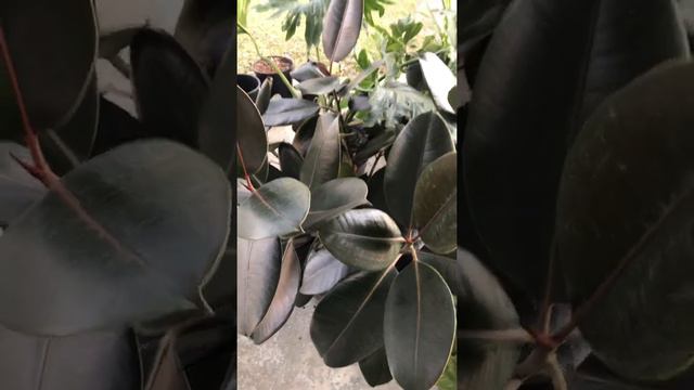 Rubber Plant #houseplant смотреть онлайн