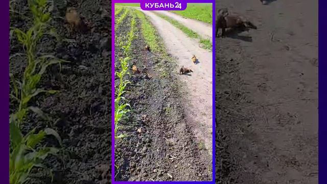 Когда перешел дорогу хорькам… смотреть онлайн