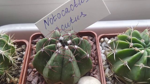 Кактусы. Parodia, Notocactus ,представленные в моей коллекции.