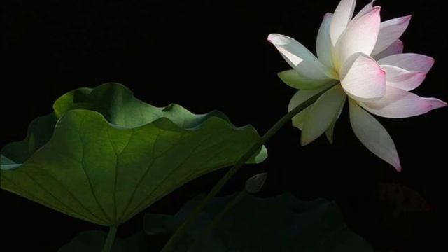 Sanskrit Heart Sutra Chant with Tanpura смотреть онлайн