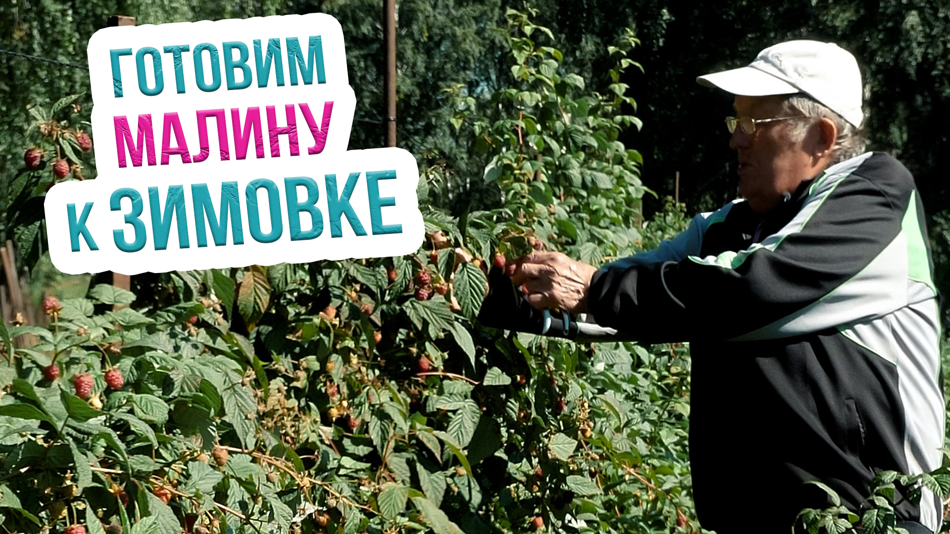 Особенности осеннего ухода за малиной. Обрезка и подкормка малины осенью смотреть онлайн