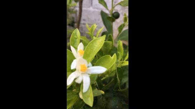 Eskimo Flower смотреть онлайн