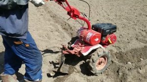 посадка картошки плугом на мотоблоке салют 100