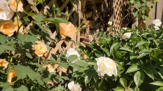 Above and Beyond rose with pollinators смотреть онлайн