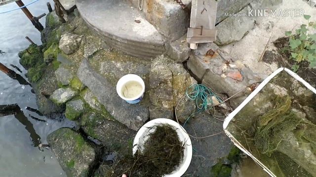 Ловля гидробионтов для аквариума в Бугский лимане на даче/Wild biotope in an aquarium (Golobabelus смотреть онлайн