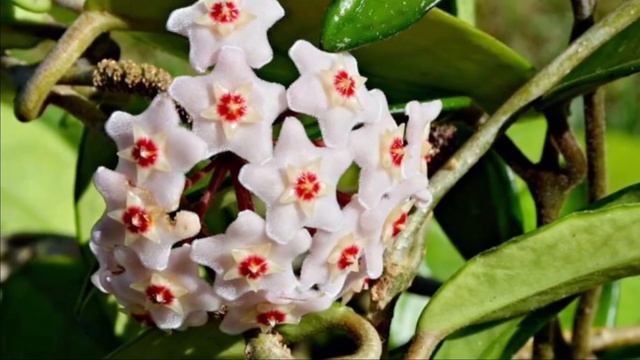 Какие растения нельзя выращивать дома смотреть онлайн
