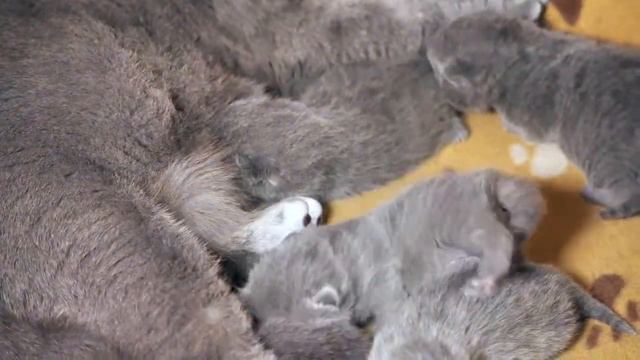 Британские котята в возрасте 9 дней (Litter- L2) смотреть онлайн