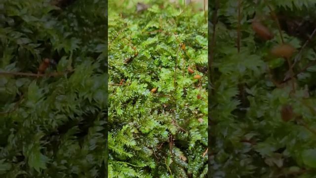 Selaginella - spreading on ground смотреть онлайн
