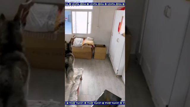 Кошка уронила телевизор и подставила собаку. Другой же пёс, молниеносно скрылся в неизвестности. смотреть онлайн