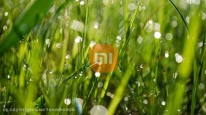 Будильник «Утренняя роса» на телефонах Xiaomi